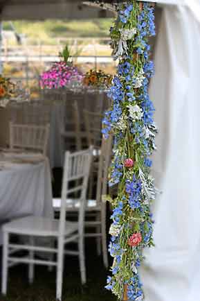 Delphinium azure blue tent openings entice guests